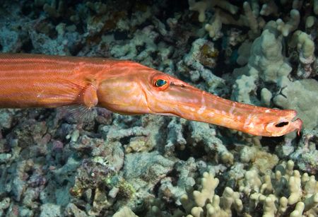 Trumpetfish.. shy, but worth the work. by Andy Lerner 