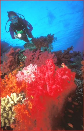 once again the stunning colours of Egypt and the Red Sea ... by Fiona Ayerst 