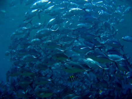 schooling jacks taken in anilao batangas by Robert Formoso 