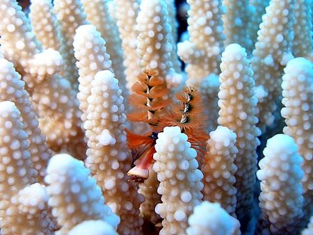 Christmas tree worm !! by Anel Van Veelen 