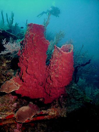 This photo was taken during a late afternoon dive in Roat... by Steven Anderson 
