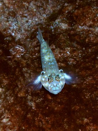 Blenny-taken w macro @ East Bank, Flower Gardens by Angie Walden 