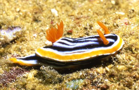 Nudi. Anyone know the name? by David Spiel 