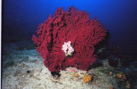 Big red Gorgonia in the adriatic sea by Andy Kutsch 