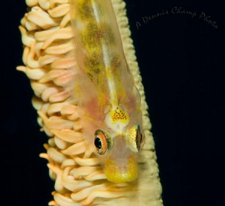 I took this while diving at Atlantis in Puerto Galera, Ph... by Dennis Champ 