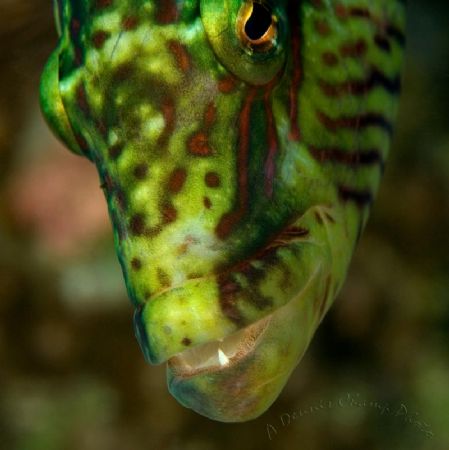 This guy wanted to know what he looked like in my camera ... by Dennis Champ 