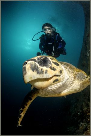 a VERY friendly turtle loves that dome port by Fiona Ayerst 