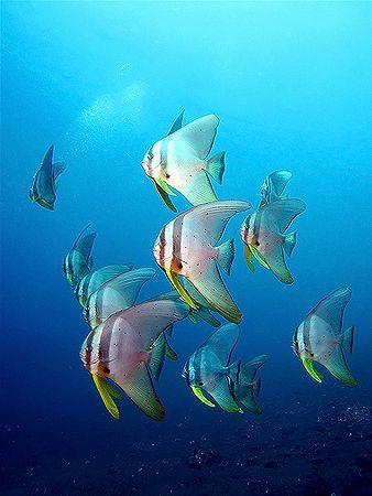 Underwater Bats! Taken with Canon S80 in Tulamben, Bali! by Ed Eng 