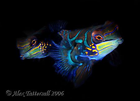One of my favorites from Malapascua trip last week... two... by Alex Tattersall 