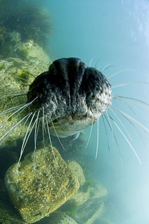 Seal pup at Lundy Island in the Bristol Channel by Jane Morgan 
