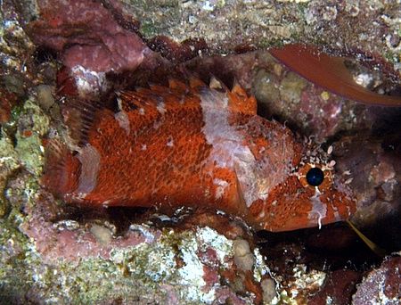 Shortfin scorpionfish taken at Temple on a night dive wit... by Nikki Van Veelen 