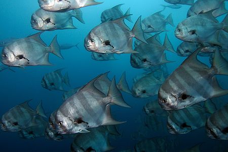 School of spadefish. Canon 350d with ikelite strobe. by Tyania Diffin 