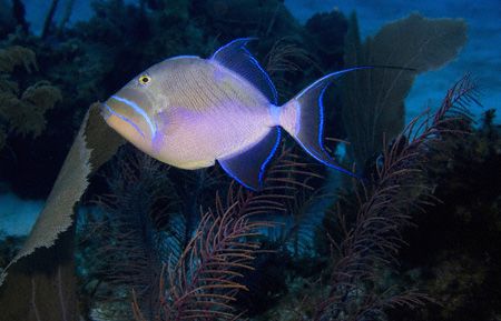 Queen Trigger on top of Bloody Bay Wall at Little Cayman. by Allan Vandeford 