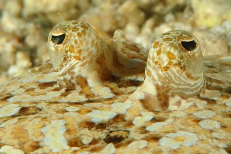 Eyes of juvenile flounder looking back, as I slowly appro... by David Heidemann 