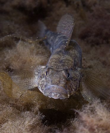 Black goby.A dark muck dive. Scotland.
D200,60mm. by Derek Haslam 