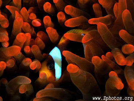 What can I say? I am a sucker for Nemo... by Zaid Fadul 