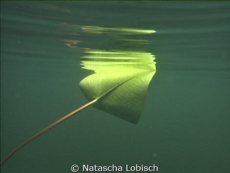 leaf Heider Bergsee by Natascha Lobisch 