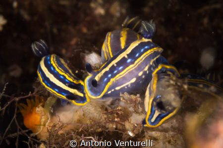 Felimare Hypselodoris Tricolor
( Canon macro 60 mmm,1/16... by Antonio Venturelli 