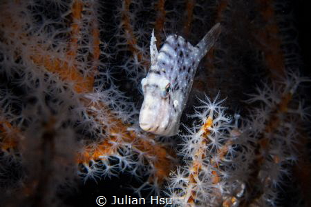 Juvenile filefish by Julian Hsu 
