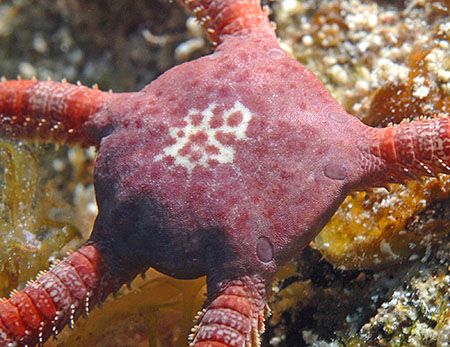 Ruby Brittle Star, central disk is about 1.5 cm. Nikon D2... by Jim Chambers 