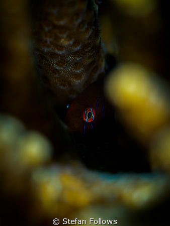 The Watcher

Green Clown Goby - Gobiodon histrio

Koh... by Stefan Follows 