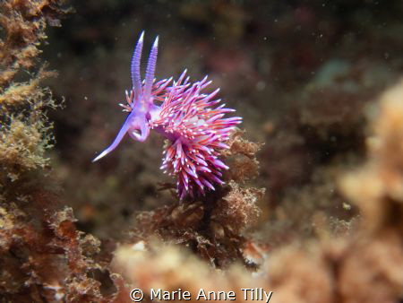 Krohn’s Doris. One of my favorite shot ever as it looks l... by Marie Anne Tilly 