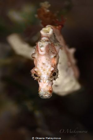 Pontoh's pygmy seahorse (Hippocampus pontohi) by Oksana Maksymova 