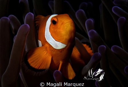 Clownfish with Retra snoot 
(Amphiprioninae)
Nikon D720... by Magali Marquez 
