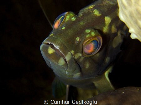 Epinephelus aeneus
Juvenile White grouper by Cumhur Gedikoglu 