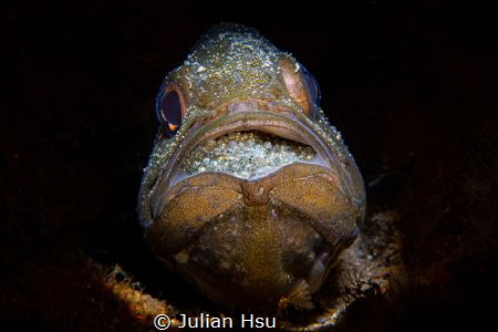 Mouthbrooding Cardinalfish by Julian Hsu 