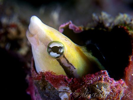 Who are you calling big nose... Bluestripped fangblenny w... by Alex Tattersall 
