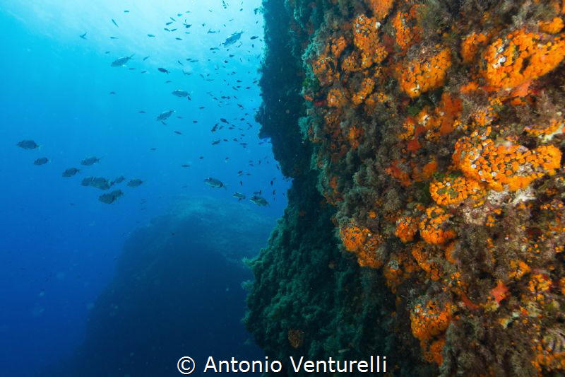 Mediterranean orange madreporas
(Canon wide angle 14mm,1... by Antonio Venturelli 