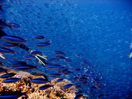 taken in apo reef by Robert Formoso 