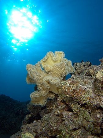 Reef sunburst taken at Sharksbay with E300. by Nikki Van Veelen 