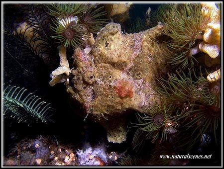 You can’t see me!!!C5050 Lembeh by Yves Antoniazzo 