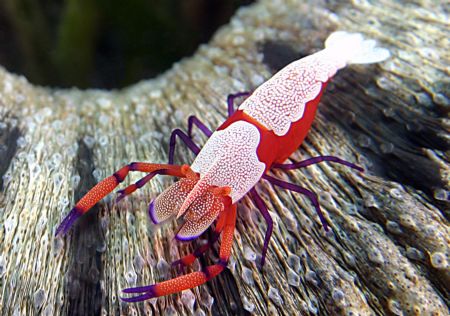 Emperor shrimp - Canon 300D. There were two running aroun... by John M Akar 