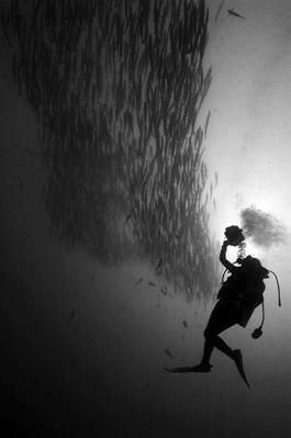 Videographer and Barracudas by Tunc Yavuzdogan 