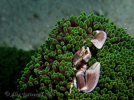 Anyone for another crab ? Porcelain crab on green anenome... by Alex Tattersall 