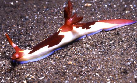 Chamberlins Neo Nudi by David Spiel 