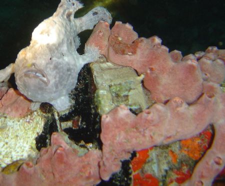 Frog fish close up by Kelly N. Saunders 