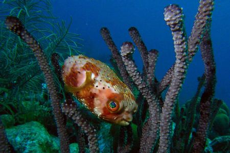 Balloonfish, trying to hide in coral. Curacao, twilight d... by David Heidemann 