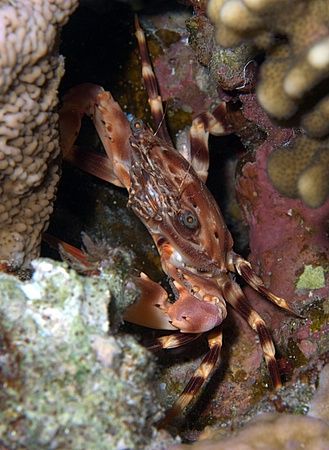 Crab taken at Temple with E300. by Nikki Van Veelen 