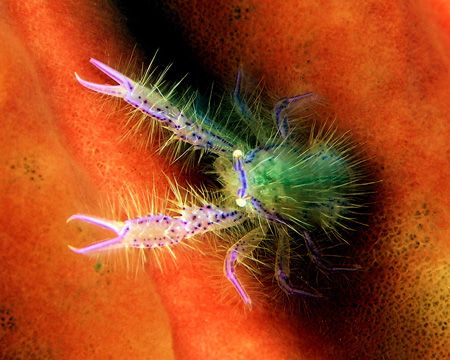 Hairy crab from gulf of ambon by Iman Brotoseno 