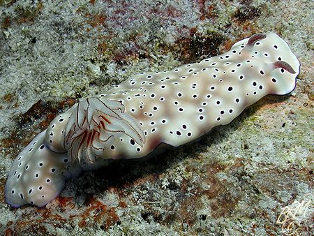 Risbecia tyroni out for a crawl in the Whitsundays. Nikon... by Brian Mayes 
