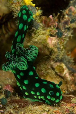 This little fella was at a site around Puerto Galera. by Dennis Champ 