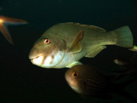 A very curios Parot Fish by Christopher Cocks 