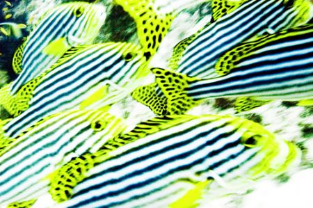 Oriental Sweetlips. Maldives 2005. Nikkor 105mm. by Chris Wildblood 