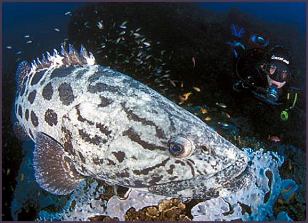 a calm and serene potato bass surveys both the camera and... by Fiona Ayerst 