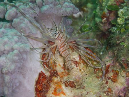 this little guy was only about 2" long, but could still d... by Andrew Page 