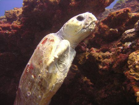 Managed to get this shot of as a large Loggerhead Turtle ... by Trevor Tame 